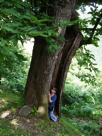 io nel cavo di un albero a casetta di tiara