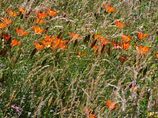 fiori spontanei a casetta di tiara