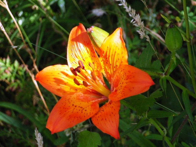 fiori spontanei a casetta di tiara sembra un giglio