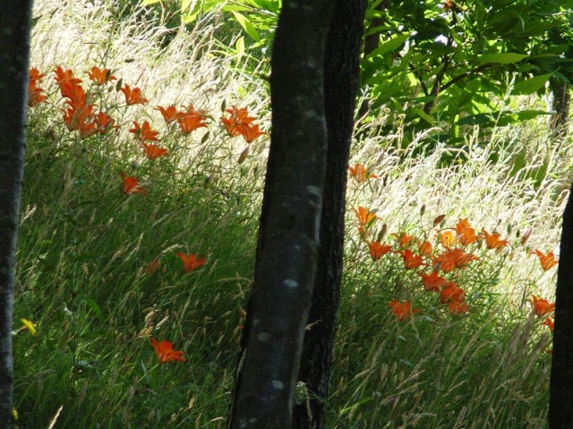 fiori spontanei a casetta di tiara