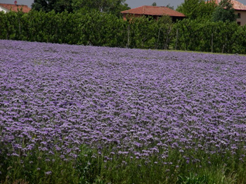 Phacelia tanacetifolia