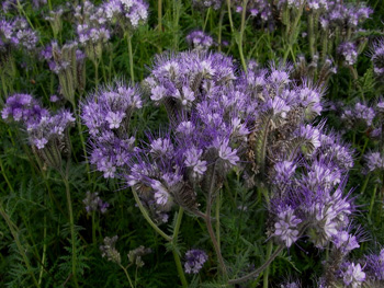 Phacelia tanacetifolia