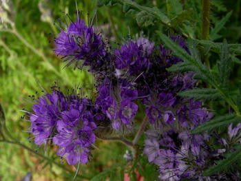 La facelia ( Phacelia tanacetifolia 