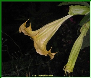 datura