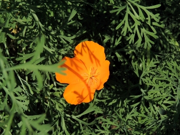 ESCOLZIA -ESCHSCHOLTZIA CALIFORNICA-PAPAVERACEAE