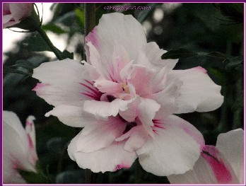 HIBISCUS SYRIACUS -LADY STANLEY- ROSE DI SHARON