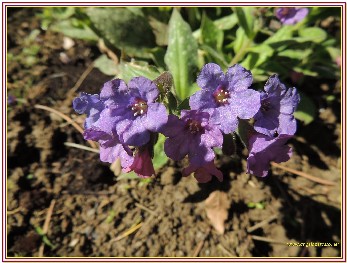 PIANTA GRASSA Pulmonaria Officinalis