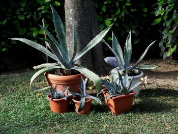 agave