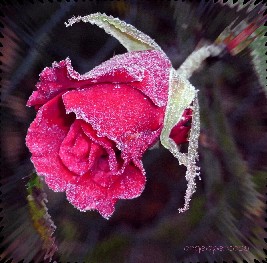 rosa con brina