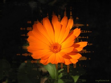 calendula
