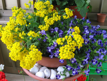composizione fiori