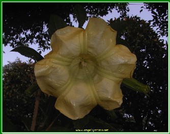 datura