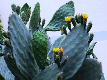 cactus - fico d'india