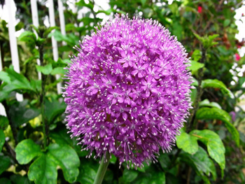 fiore di cipolla