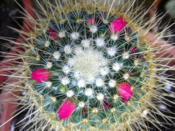 fiori-pianta-grassa