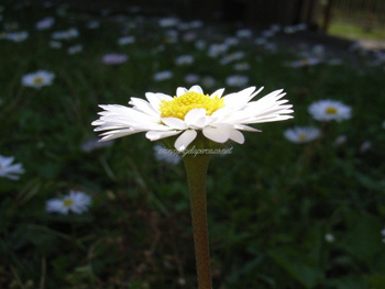 margherita femmina