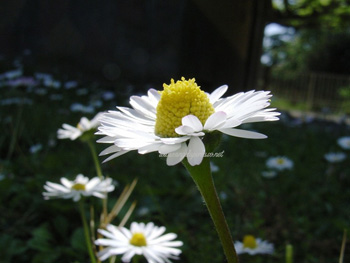 margherita-maschio