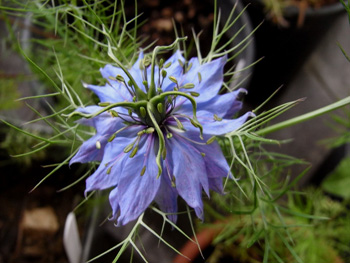 nigella-damascena