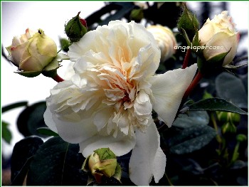 rosa antica
