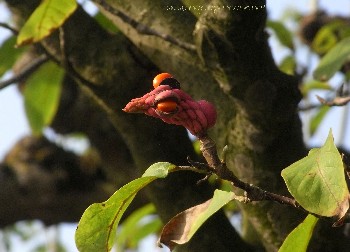 sementi-magnolia
