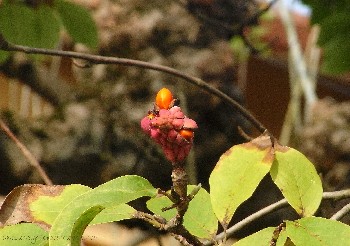 sementi-magnolia