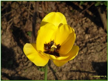 tulipano giallo