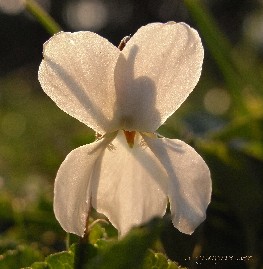 viola bianca
