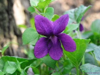 viola viola