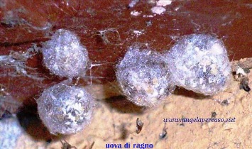 macro di uova di ragno