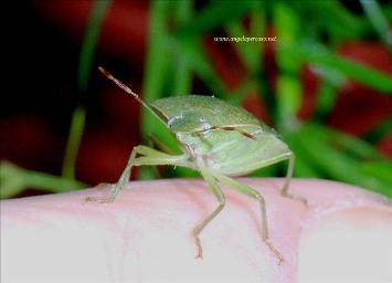cimice