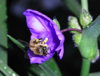 API-TRADESCANTIA-ANDERSONIANA-LEONORA
