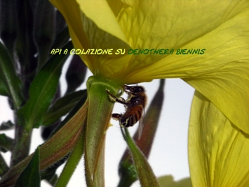 api-su-Oenothera-biennis-Ordine Myrtales2