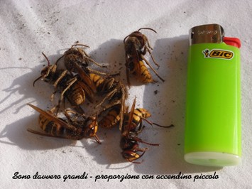 invasione di calabroni