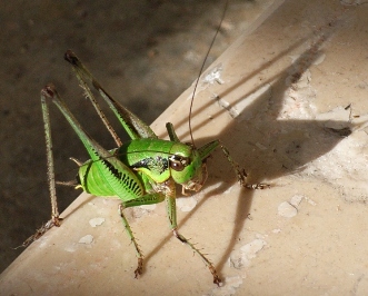 si fa coraggio e poi entra in casa e mi salta sulla testa