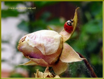 api coccinelle bruchi al lavoro in un roseto