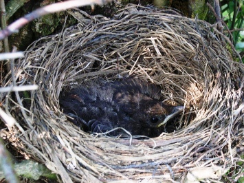 partiti i genitori i cuccioli restano soli e io in silenzio e da lontano scatto scatto