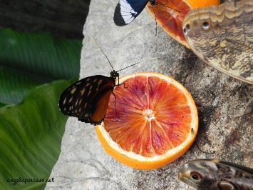dal paese delle farfalle:  pranzo con fetta di arancia