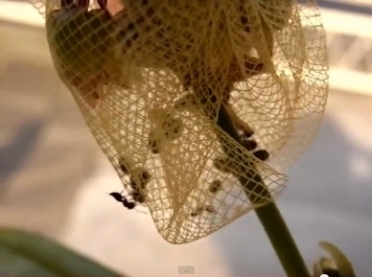 formiche a caccia di sementi - video