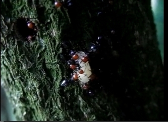 cercasi operaia volenterosa - formiche che trasportano uova