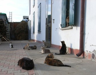 che dite .... a questa famiglia piacciono i gatti?