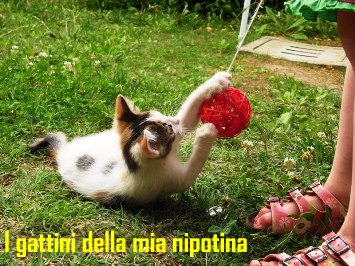 le gattine della mia nipotina giocano