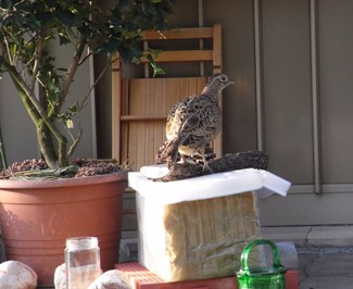 una fagiana ospite in cortile