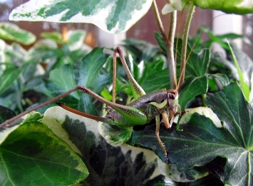 cavalletta molto tranquilla fa toilette