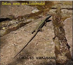 una lucertola molto vanitosa