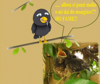 il merlo piccolo corre dietro alla mamma per mangiare