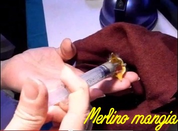 merlo caduto dal nido mangia