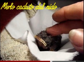 merlo caduto dal nido