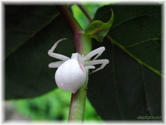 misumena-vatia-thomisidae-ragno-granchio