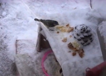 i miei ospiti invernali, uccellini, pettirosso, cinciallegra