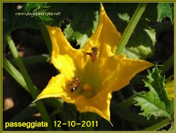 fagiani, lepri, api, campagna, formiche, autunno